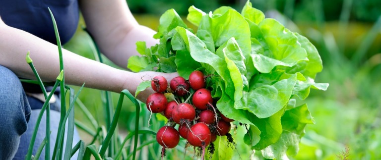Radieschen-Blätter: Die Blätter von Radieschen enthalten viele Vitamine und antibakterielle Senföle. Sie schmecken herzhaft-würzig, erinnern an Rucola, und eignen sich gehackt oder getrocknet als Zutat von Dips, Salaten, Suppen, Pesto und vielem mehr.